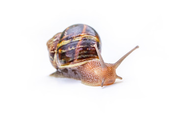 snail looking at the camera and isolated on a white background