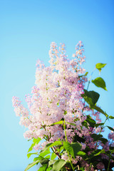 Spring branch of blossoming lilac