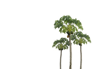Organic papaya tree on isolated background.