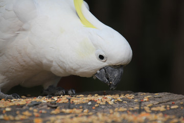Sulphur Crested Cockatoo