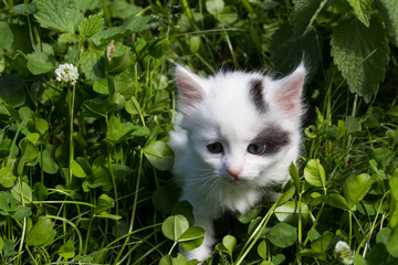 Naklejka na ściany i meble Small kitten in green grass