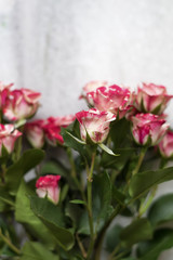 bouquet of pink small roses on marble table