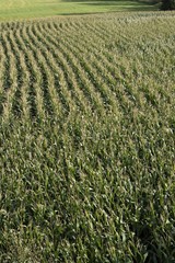 Field of maize, corn