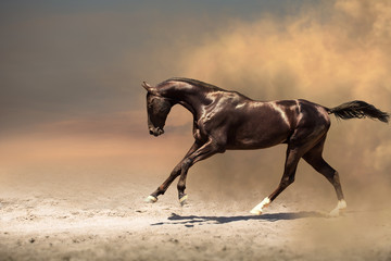 Black Akhalteke, horse galloping in the dust storm