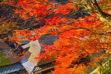 京都　嵯峨鳥居本の紅葉シーズンの風景


