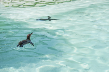 Obraz premium A couple pf Humboldt Penguins are swimming in the blue water of the sea. African penguins.