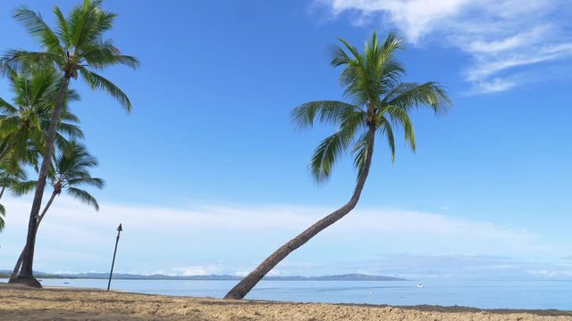 SLOW MOTION: Towering crooked palm tree flutters in the gentle summer breeze blowing along the empty sandy beach on tropical island. Breathtaking shot of remote shore and calm ocean on a sunny day.