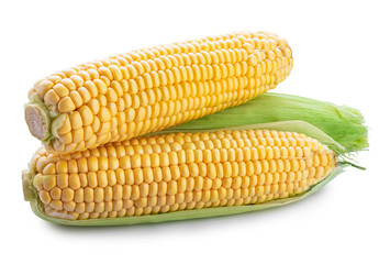 Fresh sweet corn isolated on white background. Clipping path