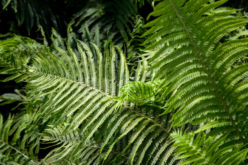 fern green leaves, close-up.