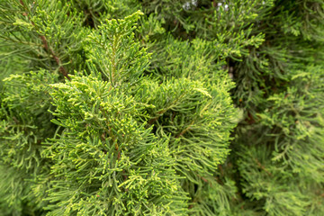 Small leaves of pine tree  texture background