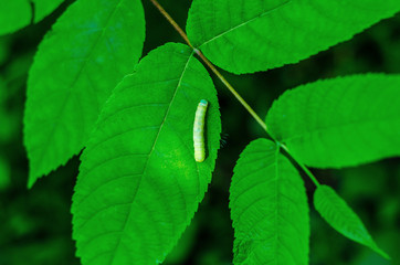 caterpillar sitting on a green leaf