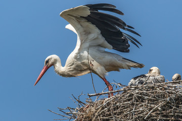 storch