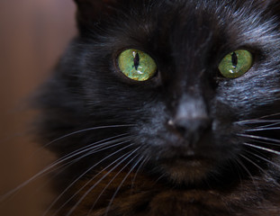 Black cat on a black background.Selective focus.