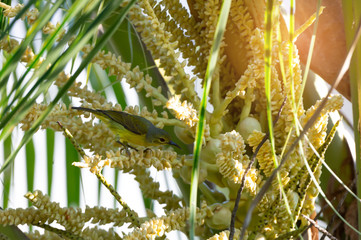 Bird and coconut,shoulder view. Cute sunbird perching on coconut flower looking for sweet . © sbw19
