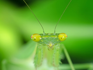 Closeup Face of Praying Mantis Isolated on Nature Background