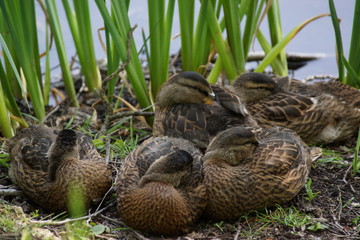 Des canetons au repos