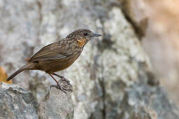 Brown bird at limestone area,side view. Limestone wren babbler bird perching on rock cliff.