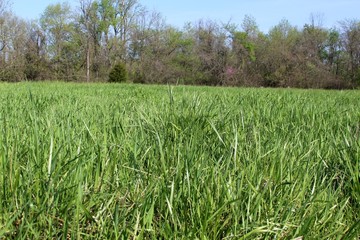 A close view of the blades of grass of the field.