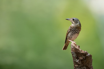 Colorful bird with white throated..White throated rock thrush female bird perching on log looking backward with natural blurred background, front view.
