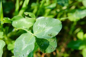 The wet green leaves on a close up view.