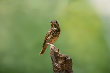 Colorful bird with white throated..White throated rock thrush female bird perching on log looking upward with natural blurred background, front view..