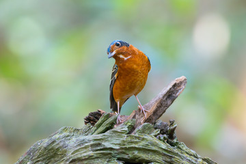 Colorful bird with white throated. White throated rock thrush male bird perching on log looking downward with natural blurred background, front view.