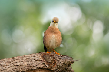 Humorous  bird front view.Starling bird with fluffy plumage looking at photographer ,natural blurred background.