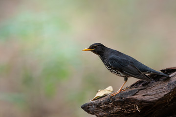 Fototapeta premium Japanese thrush habitat. Rare migratory bird thrush standing on old log looking for food in hot summer season at northeastern Thailand.