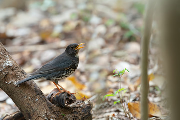 Japanese thrush habitat.  Rare migratory bird thrush standing on log  opening mouth in hot summer season at northeastern Thailand.