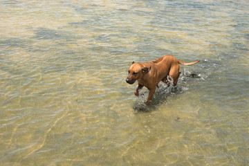 Ridgeback dog running through the shallow water