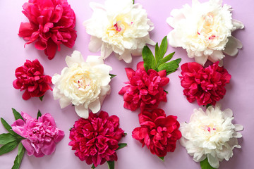 Composition with beautiful peony flowers on color background