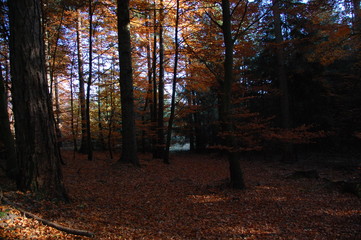 Waldromantik in Ellwangen
