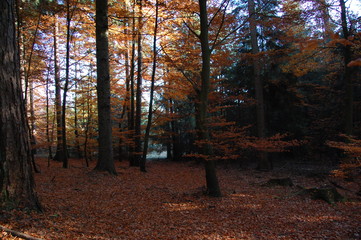 Herbstimpressionen - Waldromantik