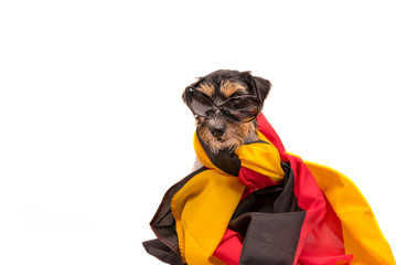 Funny naughty german dog wrapped in a flag isolated against white background - Jack Russell Terrier...