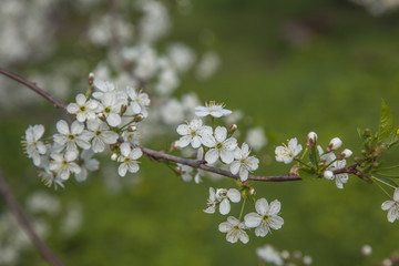 Blossoming fruit trees