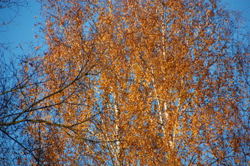 autumn in Germany Ellwangen