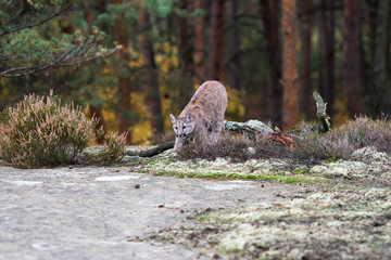 An endangered Florida PantherCougar(Puma concolor