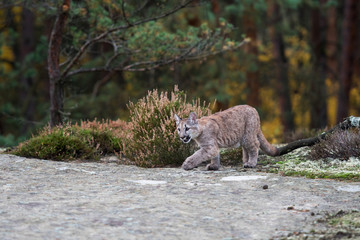 An endangered Florida PantherCougar(Puma concolor