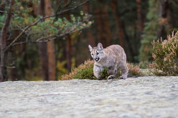 An endangered Florida PantherCougar(Puma concolor