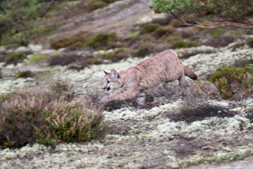 An endangered Florida PantherCougar(Puma concolor
