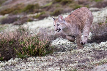 Fototapeta premium An endangered Florida PantherCougar(Puma concolor
