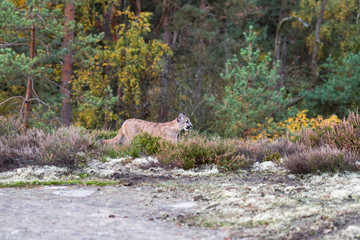Fototapeta premium An endangered Florida PantherCougar(Puma concolor