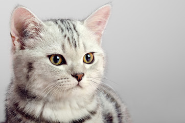 kitten scottish fold