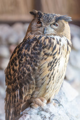 Owls are the most recognizable nocturnal bird species.