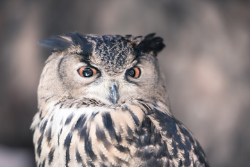 Owls are the most recognizable nocturnal bird species.