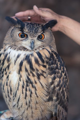 Owls are the most recognizable nocturnal bird species.
