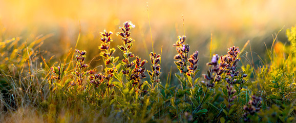 Naklejka premium dzikie kwiaty i zbliżenie trawy, poziome zdjęcie panoramy