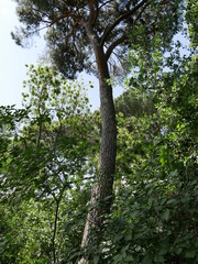 Fototapeta premium Parque del capricho