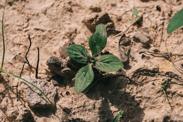 A small tree emerges from the ground.