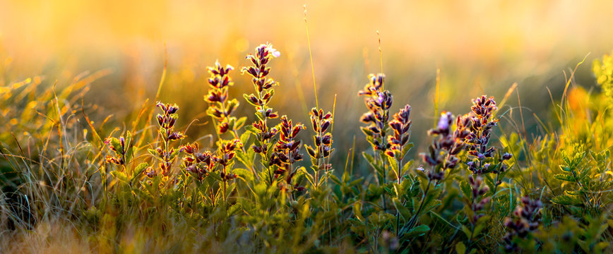 wild flowers and grass closeup, horizontal panorama photo